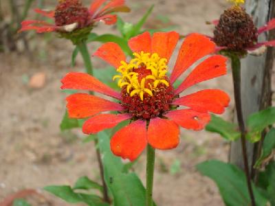 Flores em Analândia