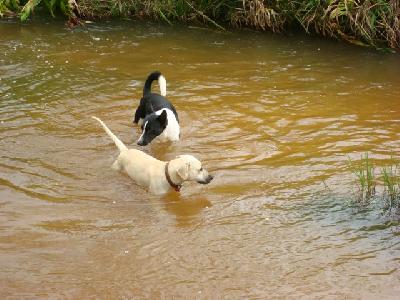 Serão esses os cães "bravios"?