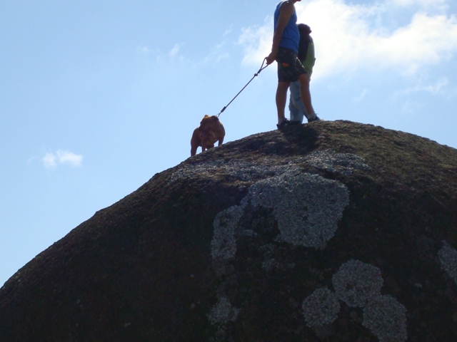 Cachorro aventureiro