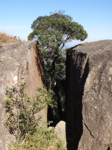 Árvore nasceu entre duas rochas