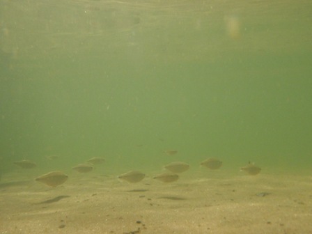 Peixinhos na Lagoa de Pitangui