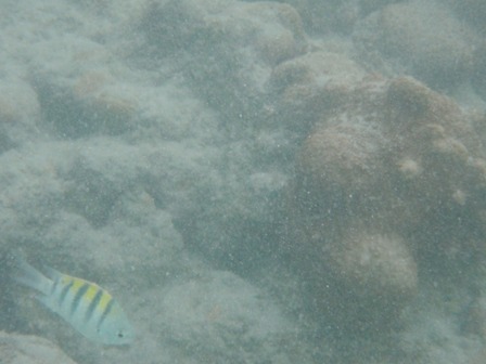 Maracajaú - peixes e recifes de corais