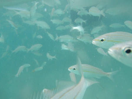 Maracajaú - peixes atraídos pelas iscas