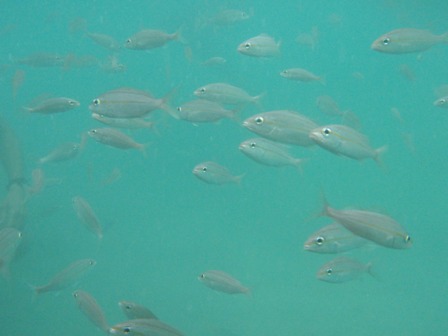 Maracajaú - peixes atraídos pelas iscas
