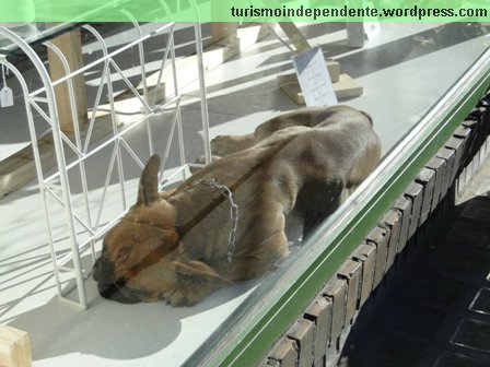 Olha o sossego desse cachorro na vitrine