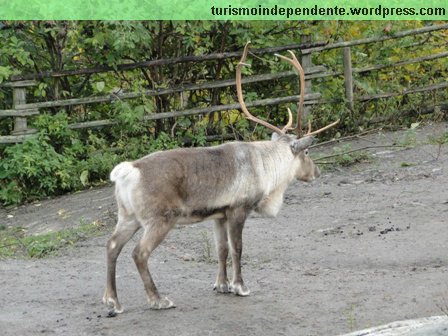 Animais no Parque Skansen, em Estocolmo