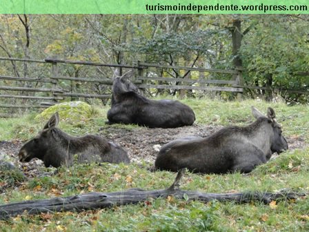 Animais no Parque Skansen, em Estocolmo