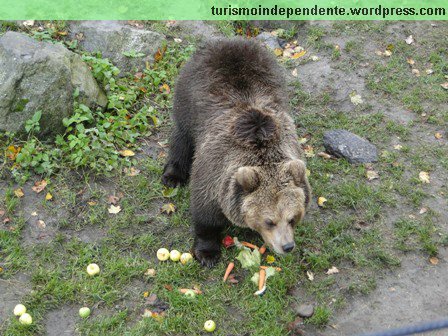 Animais no Parque Skansen, em Estocolmo