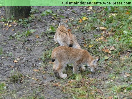 Animais no Parque Skansen, em Estocolmo