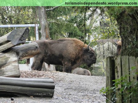 Animais no Parque Skansen, em Estocolmo