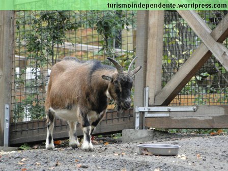 Animais no Parque Skansen, em Estocolmo