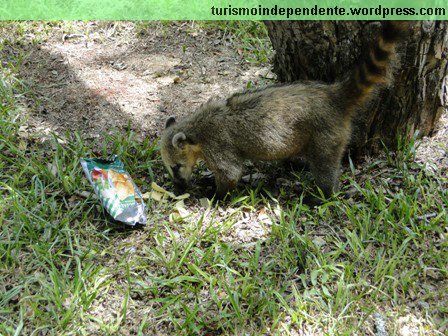 Quati comendo salgadinho