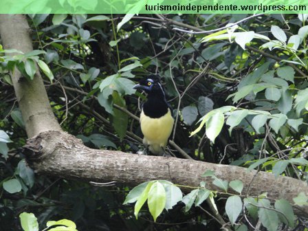 Há várias dessas aves por aqui