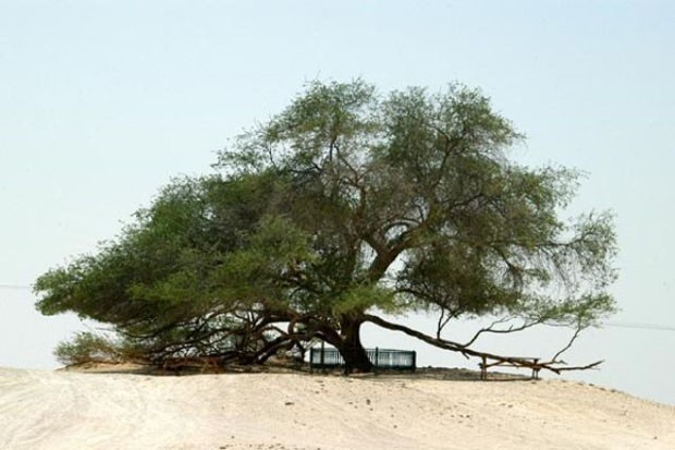 Árvore da Vida: Há 400 anos ela vive solitária no meio do deserto do Bahrein, graças às raí­zes profundas e extensas. Cerca de 50 mil turistas por ano percorrem 2 km de areia fina para ver de perto a Sharajat-al-Hayat, como é é chamada essa árvore no idioma local; reza uma lenda que ela fica no mesmo local do bí­blico Jardim do Éden...