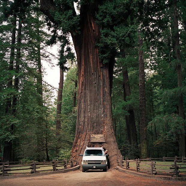 Sequoia: Reconhecidas pelo grande porte e longevidade, as sequoias podem passar dos 100 m de altura e viver por milênios. A espécie tem um tronco avermelhado e bastante robusto. Ela é tão forte que a Árvore Chandelier, que fica em Legget, na Califórnia/EUA, teve sua base perfurada na década de 1930 para virar um túnel para carros.