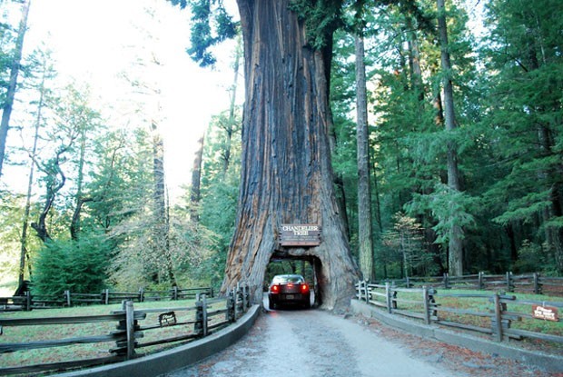 Sequoia: Reconhecidas pelo grande porte e longevidade, as sequoias podem passar dos 100 m de altura e viver por milênios. A espécie tem um tronco avermelhado e bastante robusto. Ela é tão forte que a Árvore Chandelier, que fica em Legget, na Califórnia/EUA, teve sua base perfurada na década de 1930 para virar um túnel para carros.