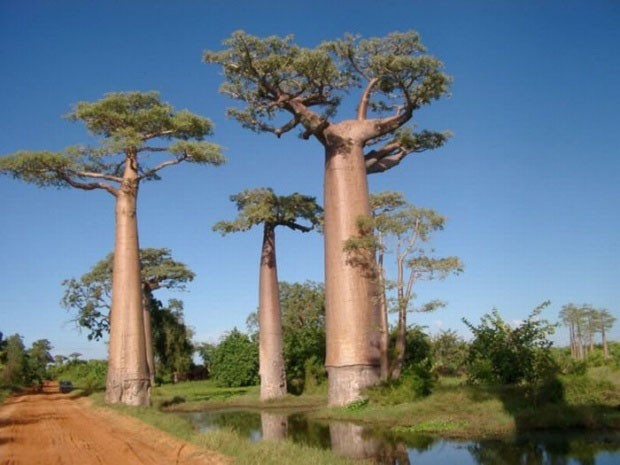 Baobás: Com troncos que podem armazenar até 120 mil litros de água, elas se tornaram sí­mbolos do Senegal e a árvore nacional de Madagascar (que possui a maior variedade, seis espécies). Entre 25 m de altura e 7 m de diâmetro, os baobás crescem em zonas áridas e sofrem intervenções humanas, como este inusitado banheiro, construí­do dentro de seu casco.