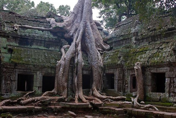 Banyan: O templo Ta Prohm, no Camboja, foi cenário do filme Tomb Raider. A construção foi marcada pelas raízes gigantes das árvores que crescem para cima, ao redor e através das suas paredes. Na Índia, aliás, as pessoas acreditam que a árvore realiza desejos e traz sorte.