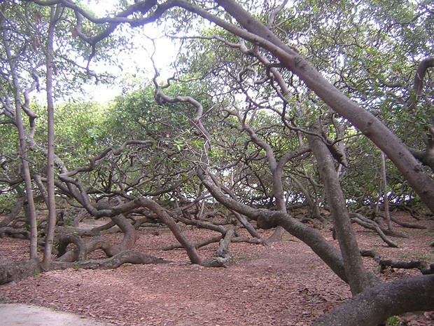 Cajueiro de Pirangi: a Praia de Pirangi, Natal, RN, BRASIL, virou ponto turístico por ter o maior cajueiro do Mundo E ele cobre uma área de 750 m². Isso acontece porque os pesados galhos pendem e se curvam para o solo até que deem novas raí­zes e comecem a brotar novos cajueiros a partir da mesma árvore.