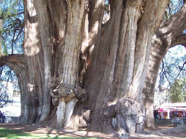 Cipreste: A Árvore de Santa Maria (Taxodium mucronatum) no México, tem a idade de mais de 2 mil anos. Esta é uma das maiores árvores do Mundo, com 42m de altura, volume de 817m2 e peso estimado em 636 toneladas. Por conta do seu tamanho, os nódulos que surgem nos troncos formam figuras que atraem milhares e milhares de visitantes.