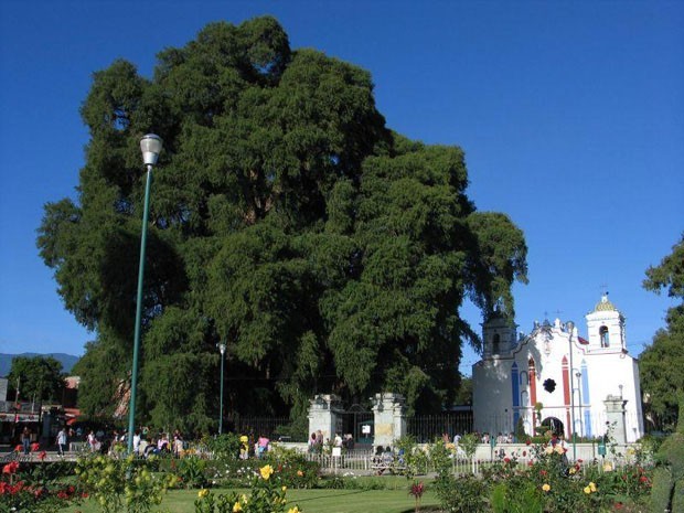 Cipreste: A Árvore de Santa Maria (Taxodium mucronatum) no México, tem a idade de mais de 2 mil anos. Esta é uma das maiores árvores do Mundo, com 42m de altura, volume de 817m2 e peso estimado em 636 toneladas. Por conta do seu tamanho, os nódulos que surgem nos troncos formam figuras que atraem milhares e milhares de visitantes.