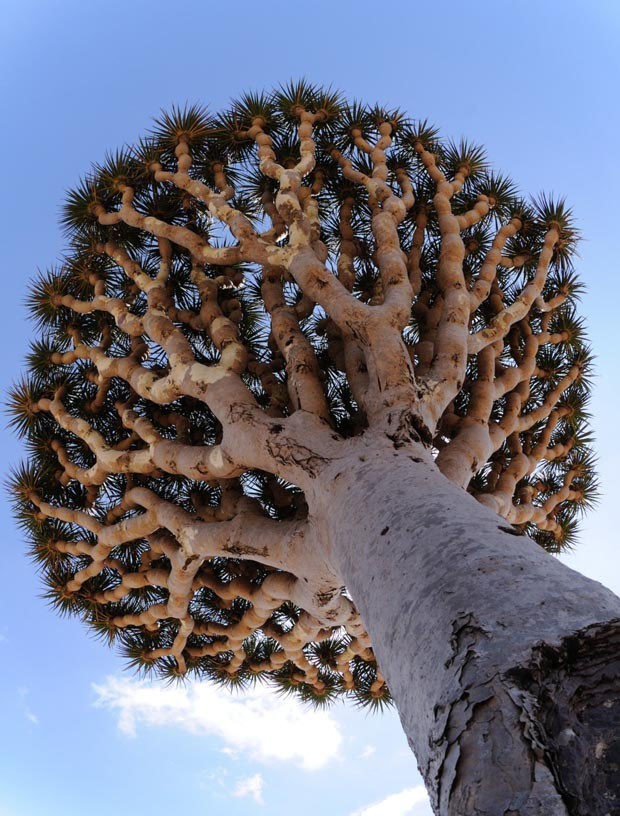 Dragoeiro: A casca e folhas cortadas secretam uma resina avermelhada, batizada como sangue de dragão, que era usada na Europa para produzir remédios ou tingir madeira e tecidos. O dragoeiro (Dracaena draco) é natural da Pení­nsula Ibérica, mas também pode ser encontrado em abundância nas Ilhas Canárias (Espanha) e em alguns pontos do arquipélago de Madeira e Açores, em Portugal.