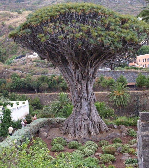 Dragoeiro: A casca e folhas cortadas secretam uma resina avermelhada, batizada como sangue de dragão, que era usada na Europa para produzir remédios ou tingir madeira e tecidos. O dragoeiro (Dracaena draco) é natural da Pení­nsula Ibérica, mas também pode ser encontrado em abundância nas Ilhas Canárias (Espanha) e em alguns pontos do arquipélago de Madeira e Açores, em Portugal.