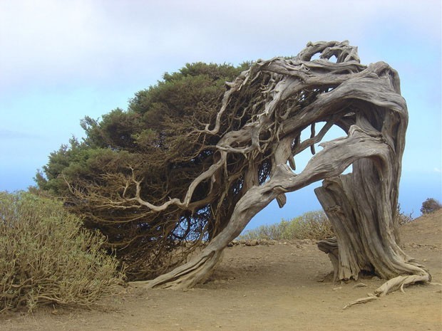 Sabina: O vento forte causa a deformação nos troncos da maioria das Sabinas (Juniperus phoeniceada Ilha de El Hierro, no arquipélago espanhol das Canárias. A árvore foi descartada para a fabricação de móveis por conta de sua fragilidade, mas virou atração turística, especialmente durante a Semana Santa.