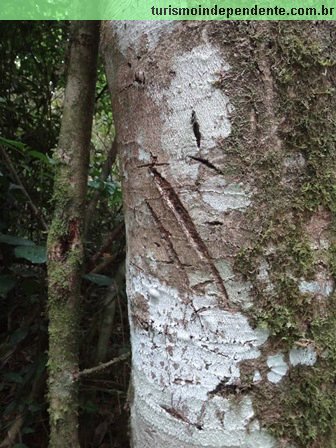 Marca das garras de uma onça que subiu na árvore
