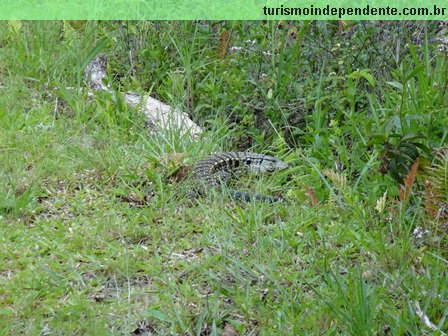 Paraíso Eco Lodge - lagarto