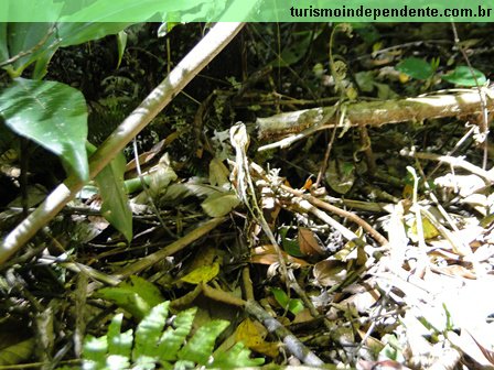 Lagarto. Como a Bruna consegue enxerga-lo de longe?