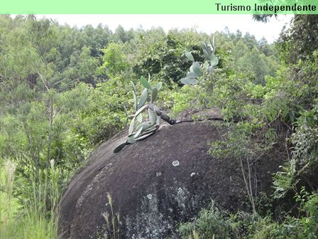 Trekking com Cachoeira - folhas de palma