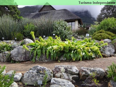 Jardim Botânico, ou Kirstenbosch Gardens.