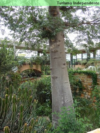 Jardim Botânico, ou Kirstenbosch Gardens.