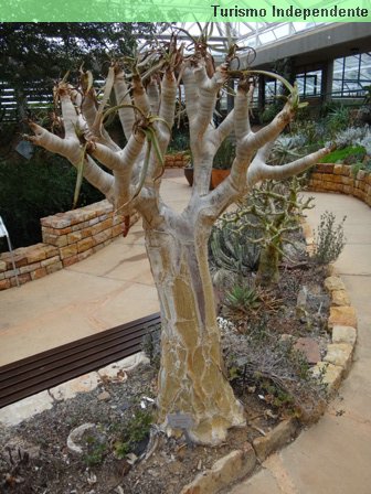 Jardim Botânico, ou Kirstenbosch Gardens.