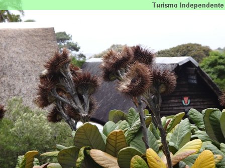 Jardim Botânico, ou Kirstenbosch Gardens.