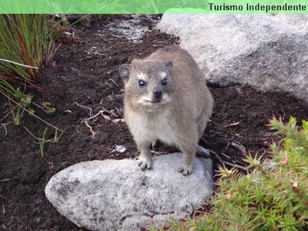 Hyrax, ou Texugo, na Table Mountain.