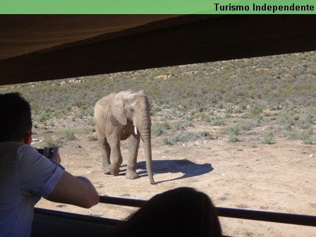 Elefantes - Aquila Private Game Reserve.