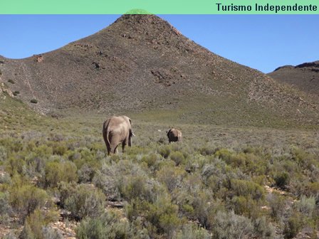 Elefantes - Aquila Private Game Reserve.