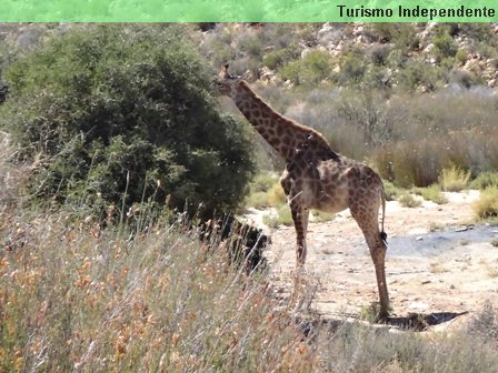Girafa no Aquila Private Game Reserve.