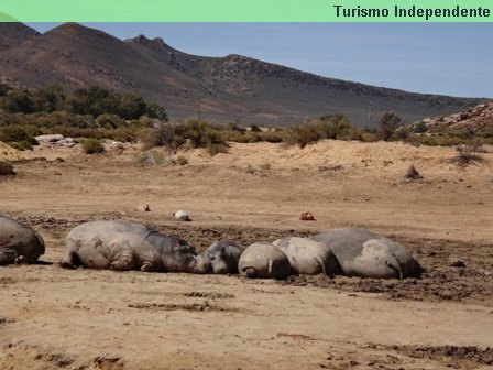 Hipopótamos - Áquila Private Game Reserve.