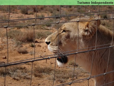 Aquila Rehabilitation & Conservation Centre.