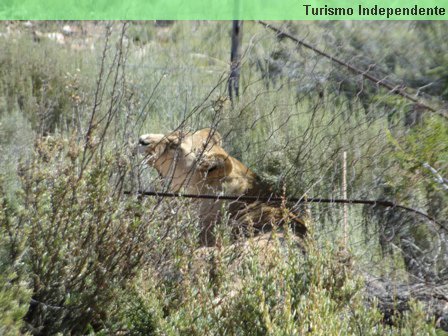 Leões - Aquila Private Game Reserve.