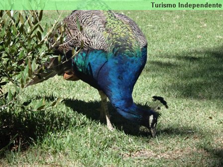 Pavão - Aquila Safári.