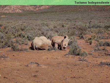 Rinocerontes - Aquila Private Game Reserve.