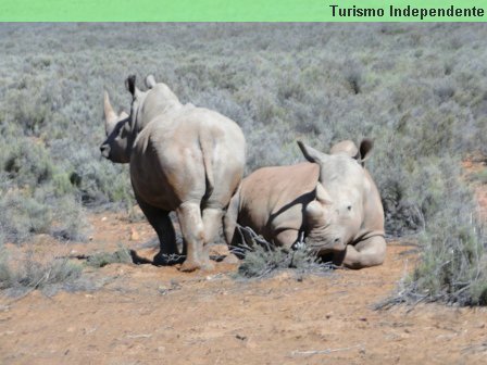 Rinocerontes - Aquila Private Game Reserve.