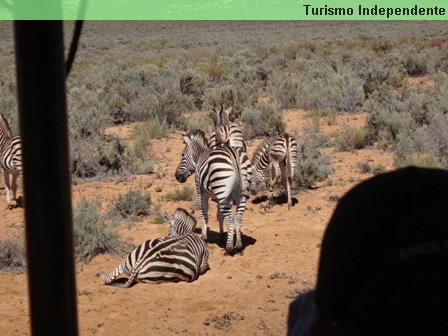 Zebras - Aquila Private Game Reserve.