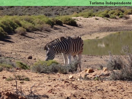 Zebras - Aquila Private Game Reserve.
