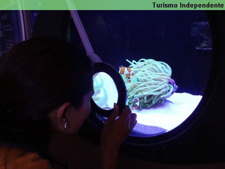 Através da lente de aumento, os visitantes do AQWA podem ver com detalhes as espécies em exposição.