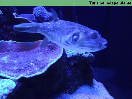 Esse peixinho é repleto de toxinas.